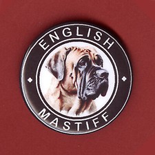 Old english masfiff for sale  PONTEFRACT