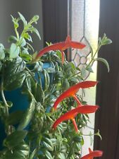 Goldfish plant rooted for sale  Leesville