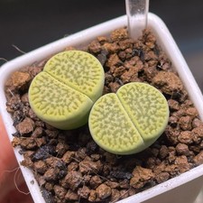 Exact plant 2pcs for sale Exact plant 2pcs for sale  GLASGOW