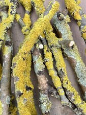 Lichen branches unsprayed for sale  TRANENT