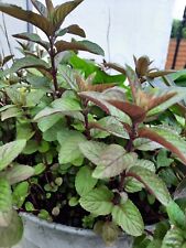 Mint mentha black for sale  STEVENAGE