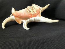 Sea shell. beautiful for sale  BRAINTREE