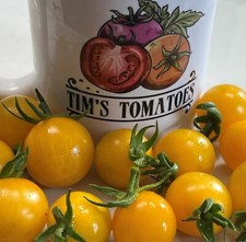 Egg yolk tomato for sale  Bothell