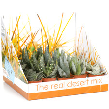 Set mixed aloe for sale  UK