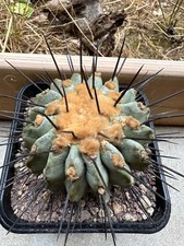 ariocarpus usato ariocarpus usato Valdastico