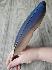 Blaue vogelfeder papageienfede gebraucht kaufen  Haarbach