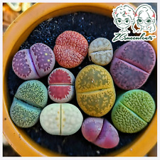 10pcs lithops salicola for sale  TUNBRIDGE WELLS