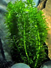 Elodea densa live for sale  BOLTON