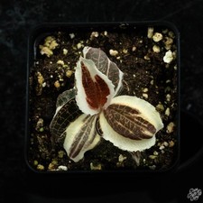 Anoectochilus sp. variegated for sale  Detroit