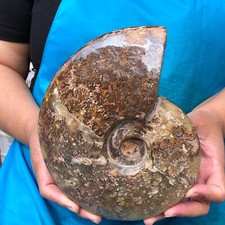 Hermosa muestra mineral de cristal rebanada de caracola fósil natural de 4,09 lb 2248 segunda mano  Embacar hacia Mexico
