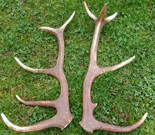 Abwurfstangen hirschgeweih rot gebraucht kaufen Abwurfstangen hirschgeweih rot gebraucht kaufen  Frankenblick, Schalkau