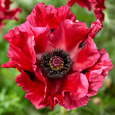 Papaver red rumble for sale  UK