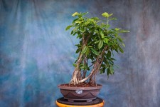Mystery fig ficus for sale  North Fort Myers