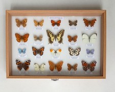 Collction british butterflise for sale  EASTLEIGH