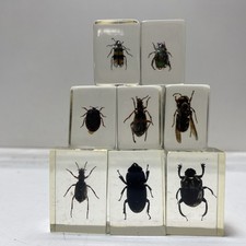 Acrylic block insect for sale Acrylic block insect for sale  Los Angeles