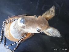 Animali imbalsamati capriolo usato  Fontanelle