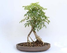 Schefflera arboricola 12.5 for sale  Deland