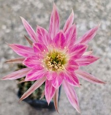 Woow echinopsis new usato  Zeccone