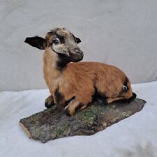 Taxidermie rare naturalisation d'occasion  Moulins
