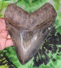 Megalodon sharks tooth for sale  Bloomsburg