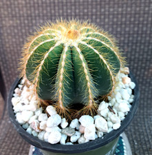 Balloon cactus notocactus for sale  Mira Loma