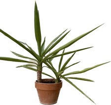 Yucca elephantipes tronchetto usato  Italia