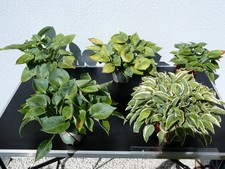 mini bonsai gebraucht kaufen  Türkenfeld