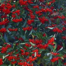 Pyracantha coccinea red for sale  GODALMING