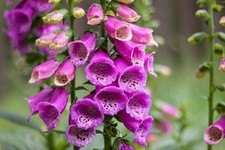 Digitalis purpurea foxglove for sale  BECCLES