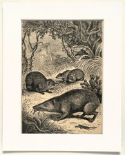Tenrec animal print for sale  NORWICH