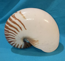 Nice specimen nautilus for sale  Springfield