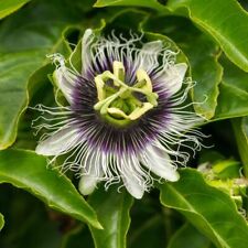 Passiflora edulis frederick for sale  UK