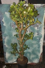 Bonsai jade crassula for sale  San Marcos