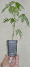 Chorisia speciosa silk for sale  Rosemead