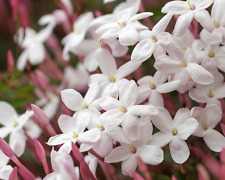 many garden plants for sale many garden plants for sale Wauchula
