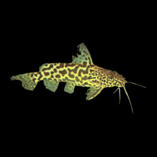 Synodontis schoutedeni catfish for sale  HAYWARDS HEATH