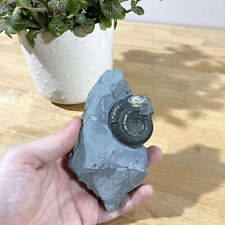Ammonite fossil natural d'occasion  Expédié en Belgium