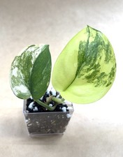 plant 5 pot jade for sale plant 5 pot jade for sale Georgetown