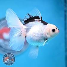 Live fancy goldfish for sale  Duarte