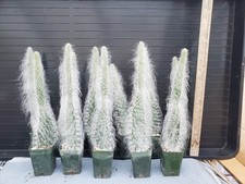Opuntia snow snow for sale  Orange
