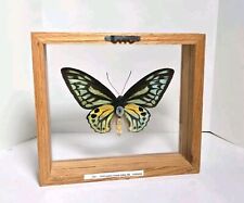 Framed ornithoptera croesis for sale  Red Hook