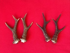 Pairs roe deer for sale Pairs roe deer for sale  DUNDEE