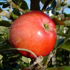 Westfälischer frühapfel robu gebraucht kaufen  Detmold