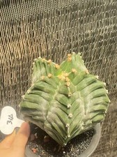 Astrophytum myriostygma 'Kikko' SeedGrowth suculents plantas de cacto WYSIWYG  comprar usado  Enviando para Brazil