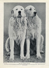 Great pyrenees pyrenean for sale  COLEFORD