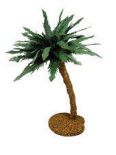 Palma 10x10x25h oasi usato Palma 10x10x25h oasi usato  Napoli