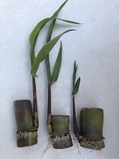 Pcs sugarcane cutting for sale  El Monte