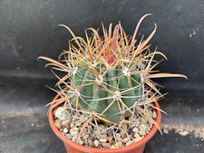 Ferocactus santamaria vivaio usato  Massafra