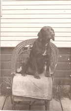 Rppc chocolate labrador for sale  Paso Robles
