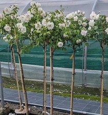 Standard white rose for sale  MACCLESFIELD